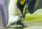 大阪府・海遊館でオウサマペンギンの赤ちゃん誕生!