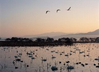 新潟県の冬の風物詩、白鳥の飛来スポットを「にいがた観光ナビ」で紹介中!