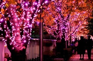 東京都品川区で、使用済み食用油を利用したイルミネーションイベント開催