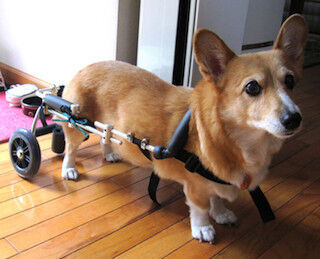 車椅子型老犬歩行介助機器「わんだふるウォーカー」発売 -ペットベリー