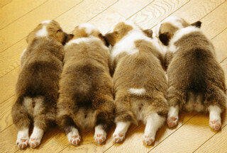 東京都・自由が丘で「いぬ譲渡会」が開催 - ドッグレスキュー