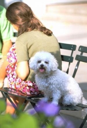 犬を飼ってみて予想と違っていたこと-「ペット総研」調べ