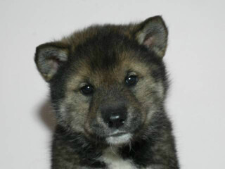 この犬はどんな犬!?　犬種を学んでみよう (11) 天然記念物に指定された美しい日本犬-四国犬