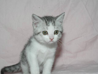 この猫はどんな猫!?　猫種を学んでみよう (11) 短い足でヨチヨチ歩く猫　-マンチカン