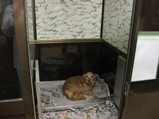 環境省が被災地で131頭の「被災ペット」を保護したと発表