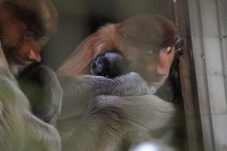 神奈川県よこはま動物園ズーラシアで32年ぶりにテングザルの赤ちゃん誕生