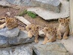 茨城県かみね動物園で、4匹のライオンの赤ちゃん公開