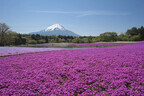 山梨県・本栖で80万株の芝桜と富士山の競演「2013富士芝桜まつり」開催決定