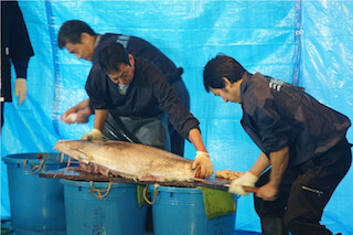神奈川県・川崎市地方卸売市場 南部市場で年に一度の「食鮮まつり」を開催