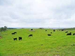 三重県が誇る日本三大和牛の一つ「松阪牛」を試食!　「松阪牛まつり」開催