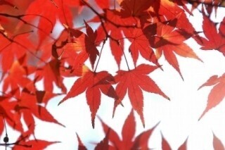 東京都、新選組土方歳三ゆかりの高幡不動で「もみじまつり」開催