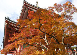 千葉県成田市、紅葉の成田山公園でお茶会や演奏会など「紅葉まつり」開催