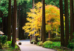 静岡県で、美しい風景と地場産ランチビュッフェが楽しめる街コン開催