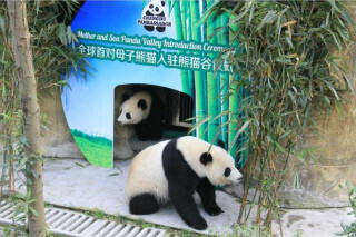 パンダの母と娘が野性化プログラムに挑戦、パンダ大使も決定!