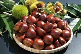 くり食文化発祥の地、岐阜県の「中津川くりきんとんめぐり」で食べ歩き