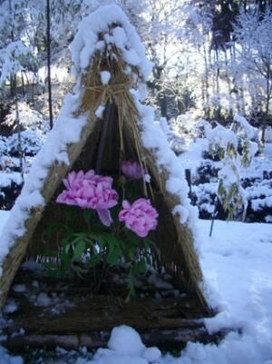 茨城県「つくば牡丹園」で冬の牡丹が咲く「冬の庭へ」が1月12日より開催