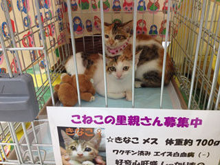 兵庫県神戸市三宮のフェリシモ本社にて「第2回猫の譲渡会」開催