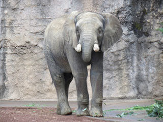 東京都・多摩動物公園に3歳オスのアフリカゾウが来園
