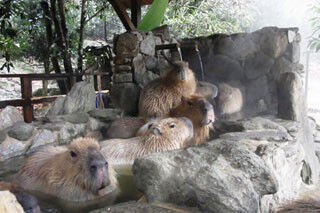 長崎県・長崎バイオパークで冬の恒例イベント「カピバラの露天風呂」を公開