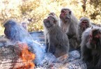 愛知県犬山市の日本モンキーセンターで、「たき火にあたるサル」に会える