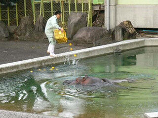 熊本県・熊本市動植物園で、ゾウにカボチャをプレゼントする冬至イベント開催