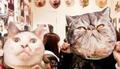 東京都神楽坂で開催中! 猫だらけの「ぶさかわ猫展」レポート