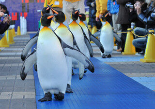 大阪府・海遊館で、ペンギンと一緒にパレードできるイベント開催
