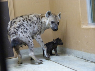 高知県のいち動物公園、ブチハイエナ親子の日記を公開中