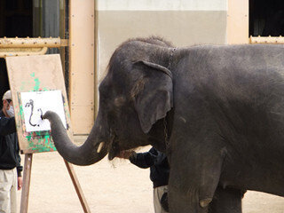 宮崎県・宮崎市フェニックス自然動物園でゾウによる書き初めを実施