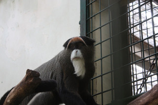 北海道・札幌市円山動物園に「世界で最も美しいサルの一種」が来園