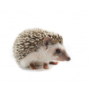 サソリ、ヤスデ、ゴキブリ…珍しい”ペット”の価格は!?