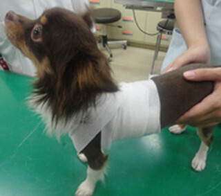 なんと動物用!? クラレから”毛が絡みにくい”伸縮包帯発売