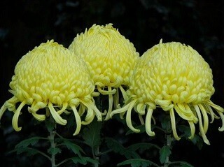 正しい作法を知っていますか? 絶対に失敗できないお葬式のマナー