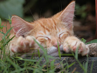 猫って何で窓の外みてケケケケって鳴くの?