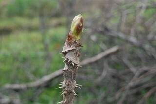 食べたら死にいたることも!　間違いやすくアブナイ植物