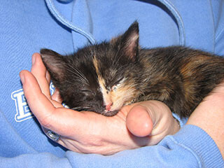 猫に好かれる人に共通する特徴