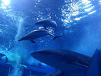 沖縄美ら海水族館でマダライルカの展示が開始!