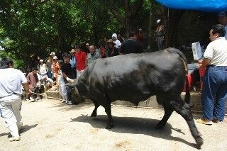 沖縄県の闘牛は、牛VS牛! うるま市で「全島闘牛大会」開催