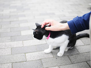 猫に好かれる人の共通点-「目線が同じ位置」「嫌なオーラを出してない」