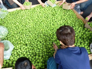 宮城県で「おおがわら梅まつり」開催-梅干しの種飛ばし大会など