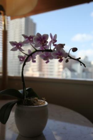 あなたの部屋にはいくつある？ 「部屋にあったらおしゃれだと思うもの」