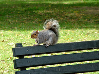 初めてのリスの飼い方