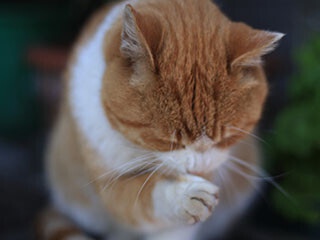 猫になめられると紙やすりでこすられているかのように痛い理由