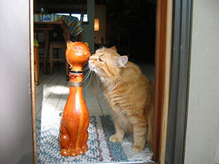 猫に指を差し出すと、鼻でチューをしてくれる理由