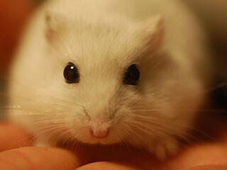 ハムスターが逃げた場合の対処法