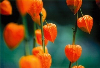 宮崎県・西米良温泉ゆた～とで「ホオズキ市」開催