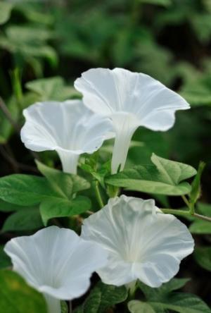 東京都・日比谷公園で、”これがアサガオ?”と驚く「変化朝顔展示会」開催