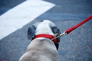 ドッグライフカウンセラーとは-難易度の高いカウンセラー認定資格