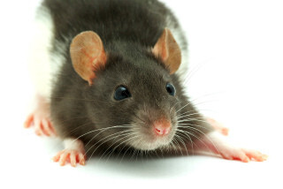 【人生相談】メシマズ嫁の夫です。ドブネズミのから揚げを出されました