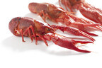 「泥の魚(Crayfish)」がなぜ「ザリガニ」なの?【知っているとちょっとカッコいい英語のコネタ】